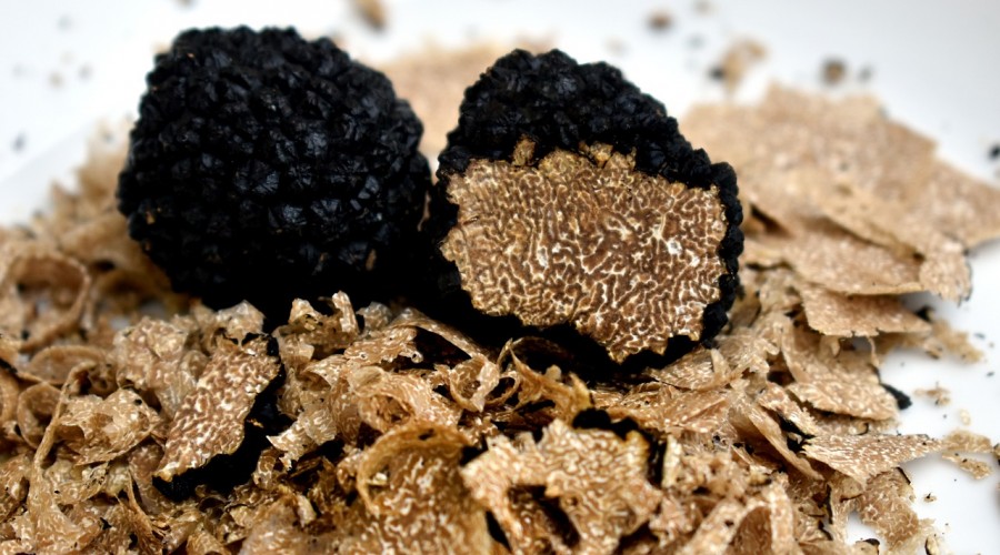 Caccia al Tartufo ! | Truffle Hunting Experience !