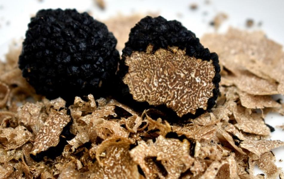 Caccia al Tartufo ! | Truffle Hunting Experience !