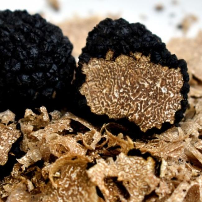 Caccia al Tartufo ! | Truffle Hunting Experience !
